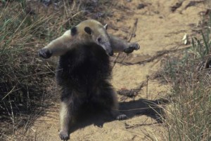 anteater