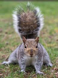 squirrel