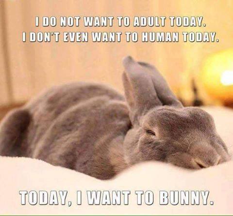 I WANT TO BUNNY.jpg