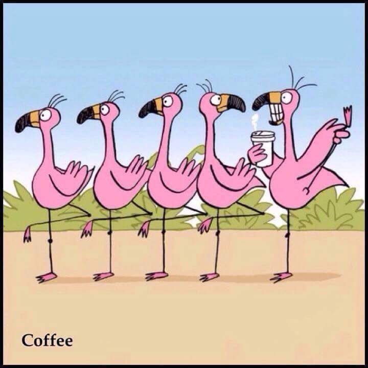 FLAMINGO COFFEE.JPG
