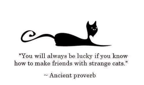 STRANGE CATS.jpg