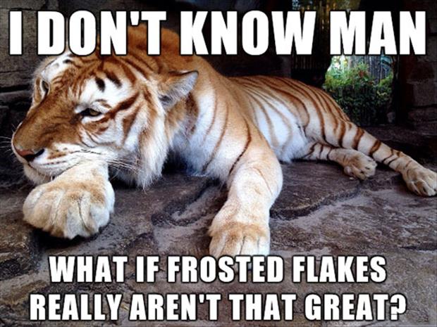 funny-tiger-meme.jpg