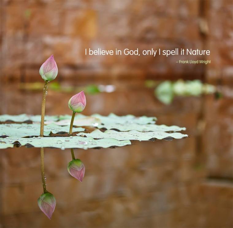 FLW NATURE.jpg