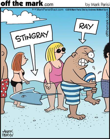 STINGRAY.JPG