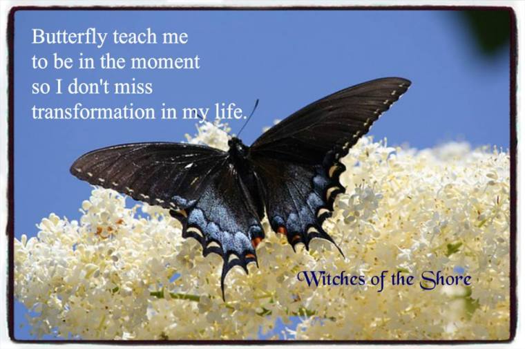 BUTTERFLY TEACH ME.jpg