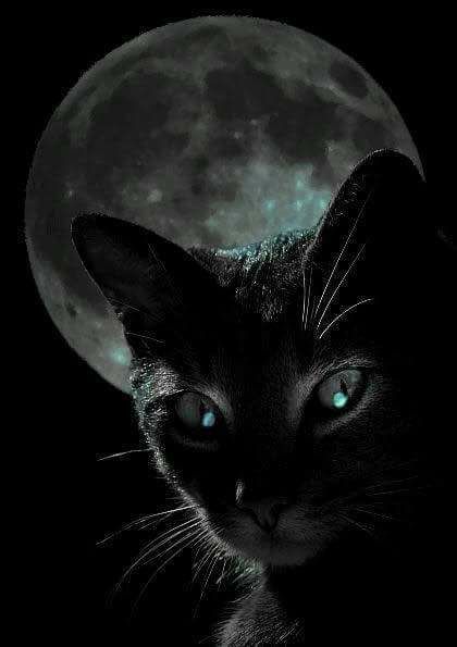 MOON CAT.jpg