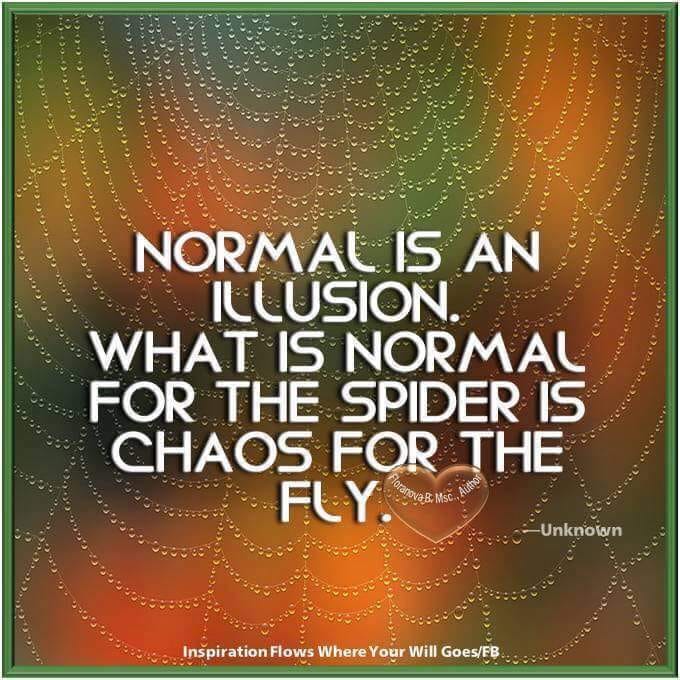 CHAOS FOR THE FLY.jpg