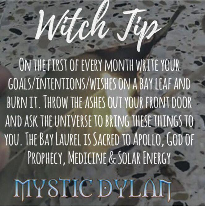 WITCH TIP BAY LEAVES.jpg