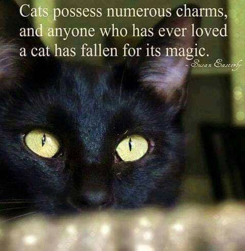 CAT MAGIC.jpg