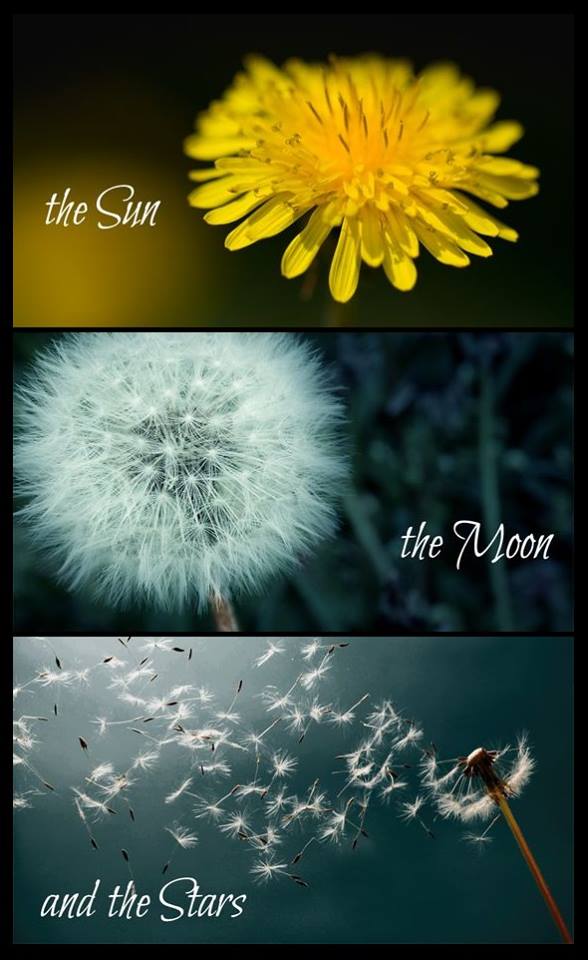 DANDELION SUN.jpg