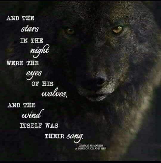 STARS WOLF WIND.JPG